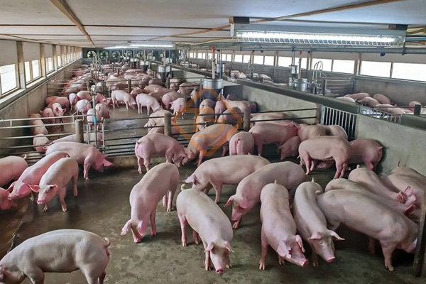 養(yǎng)殖場糞便怎么處理變成有機肥?養(yǎng)豬廠糞污有機肥生產線如何建? 養(yǎng)殖場糞便怎么處理變成有機肥?養(yǎng)豬廠糞污有機肥生產線如何建?