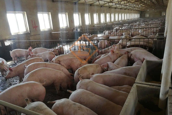 小型豬糞有機肥生產線 小型豬糞有機肥生產線