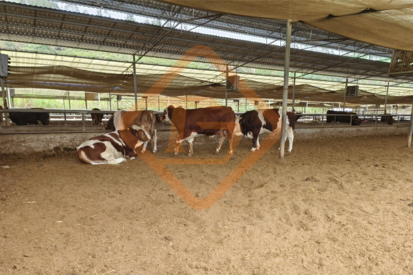 怎樣用牛糞做有機(jī)肥?牛糞有機(jī)肥肥料生產(chǎn)設(shè)備有哪些? 怎樣用牛糞做有機(jī)肥?牛糞有機(jī)肥肥料生產(chǎn)設(shè)備有哪些?