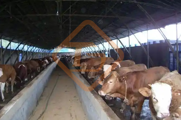 養(yǎng)牛場牛糞如何處理?牛糞這樣處理，環(huán)保部門也鼓勵(lì)你養(yǎng)牛